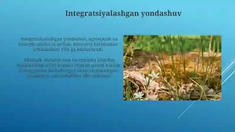 Sugʻoriladigan yerlarda oʻsadigan begona oʼtlar 4