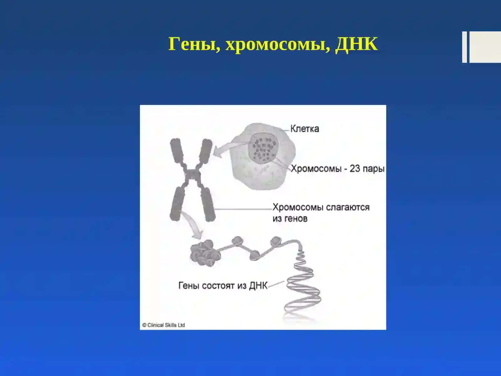 Наследственные формы глухоты и тугоухости в детском возрасте 4