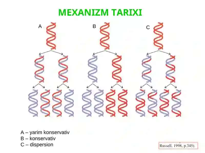 MATRITSALI BIOSINTEZLAR 4