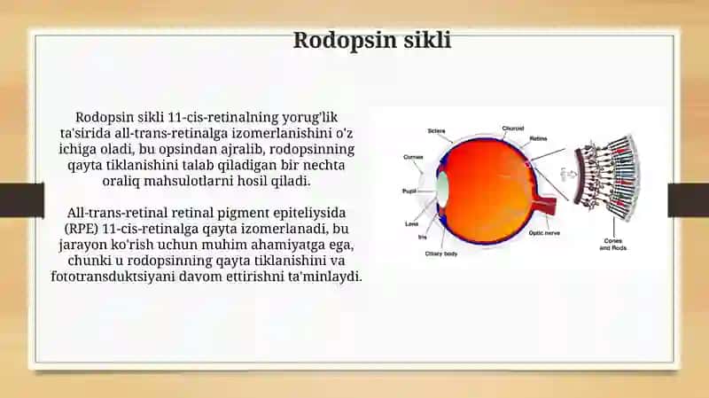 Koʻzning toʻr pardasida ketadigan fotobiologik jarayonlar 4