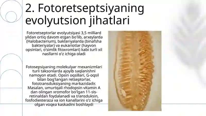 Fotoresepsiyaning morfologik asoslari 4