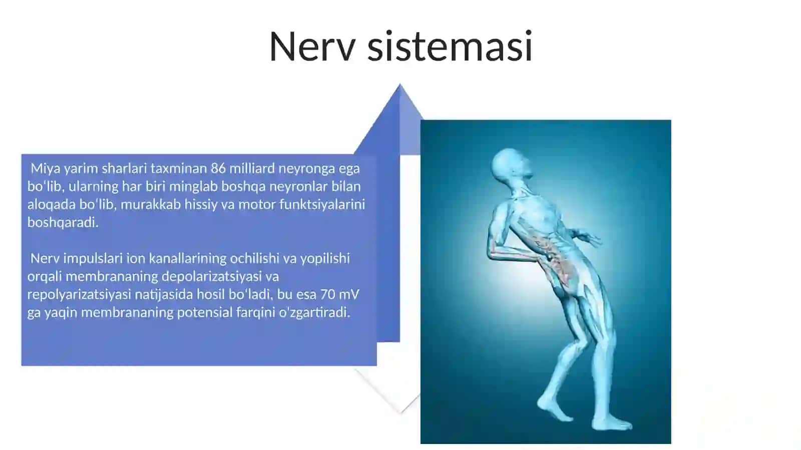 Asosiy fiziologik tushunchalar 4
