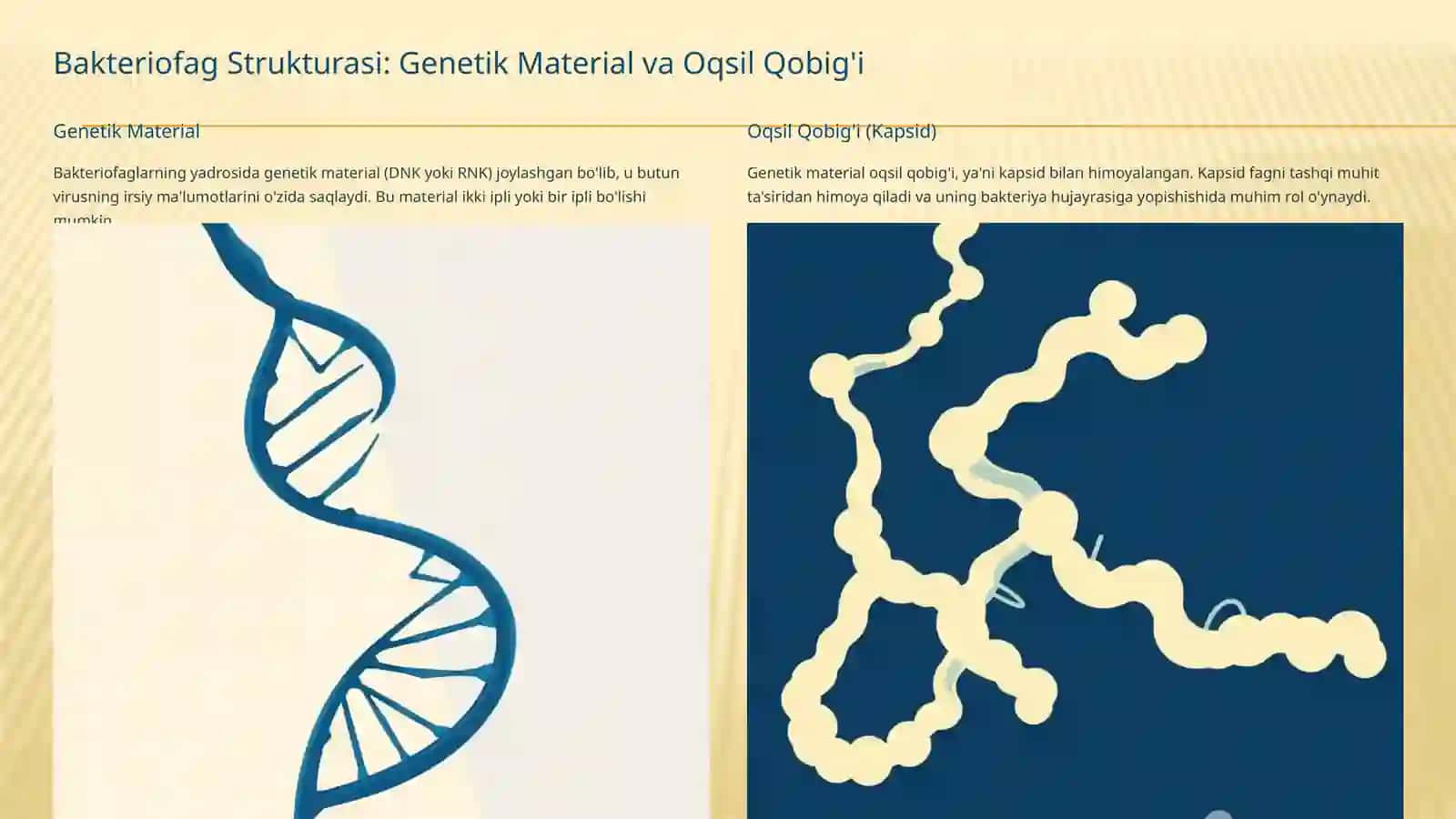 Bakteriofaglar: Morfologiyasi, Reproduksiyasi va Amaliyotda Qo'llanilishi 4