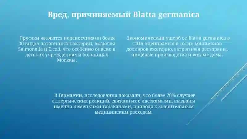 Blatta germanica 4