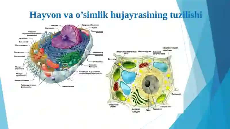 Eukariothujayralarning ultrastrukturaviy tuzilishi 4