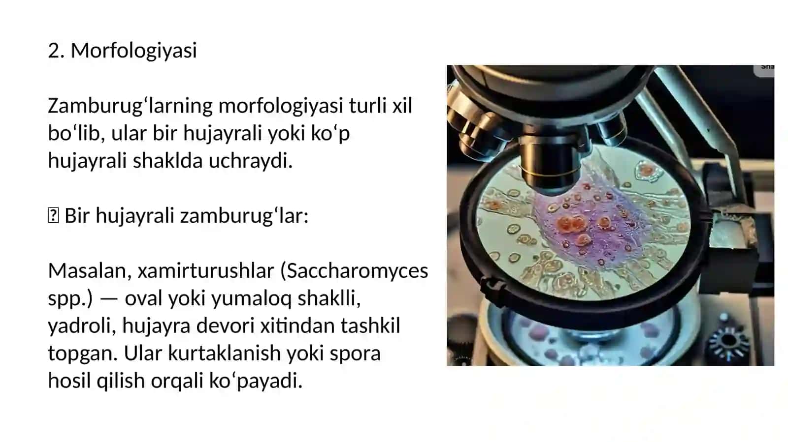 Zamburug‘lar:morfologiyasi,strukturasivaularnio‘rganishusullari 4