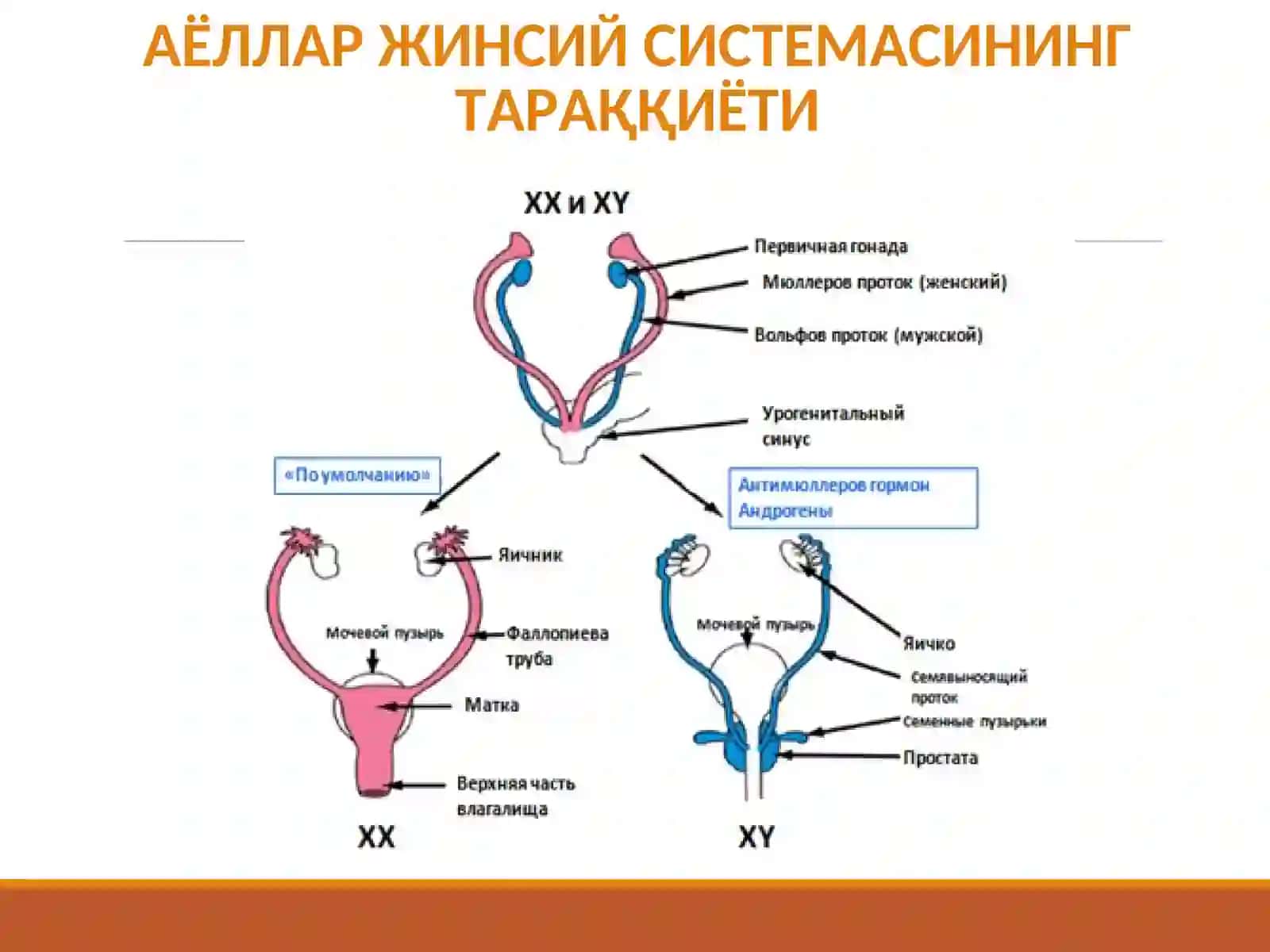 АЁЛЛАР ЖИНСИЙ СИСТЕМАСИ 4