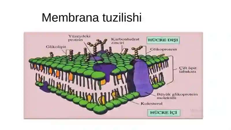 BIOMEMBRANALAR 4