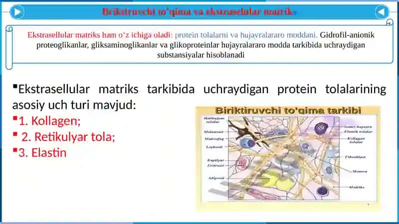 Hujayra  va Hujayradan  tashqi matriks orasidagi munosabatlar 4