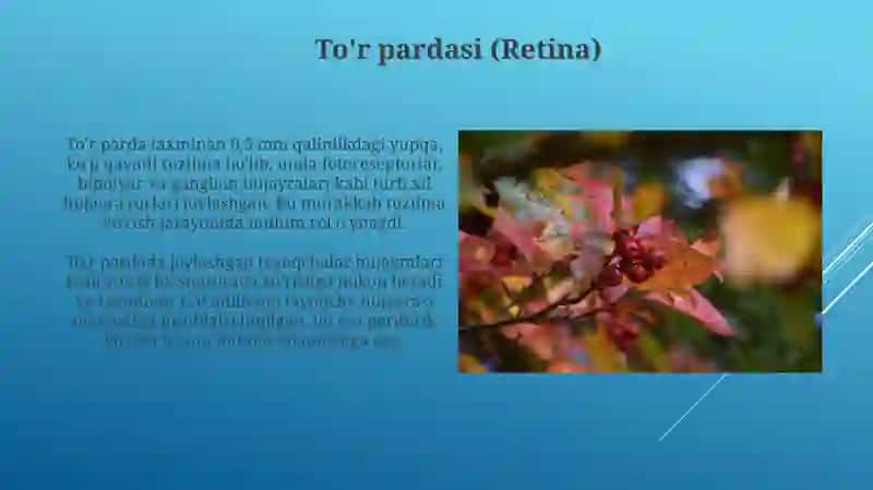 Ko'zning optik sistemasi va fizikaviy xususiyatlari 4