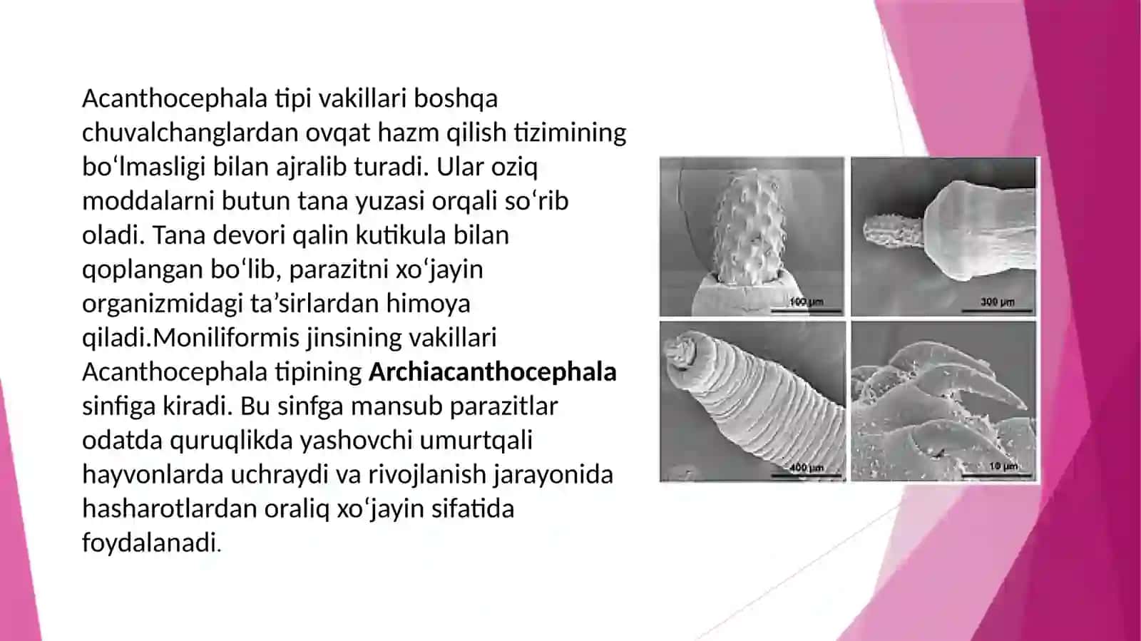 Moniliformis parazit chuvalchanglar 4