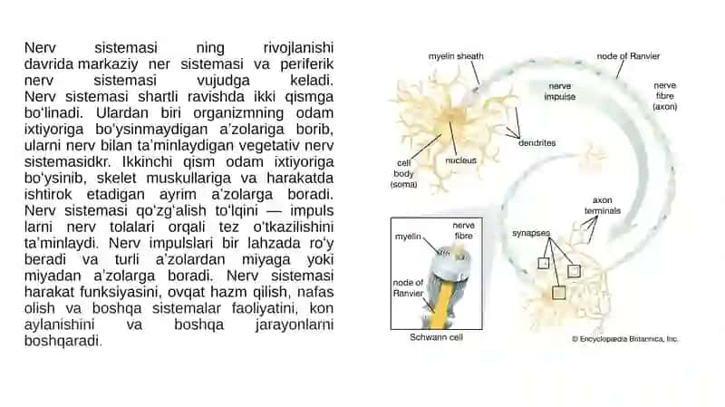 ODAM VA HAYVON FIZIOLOGIYASI 4