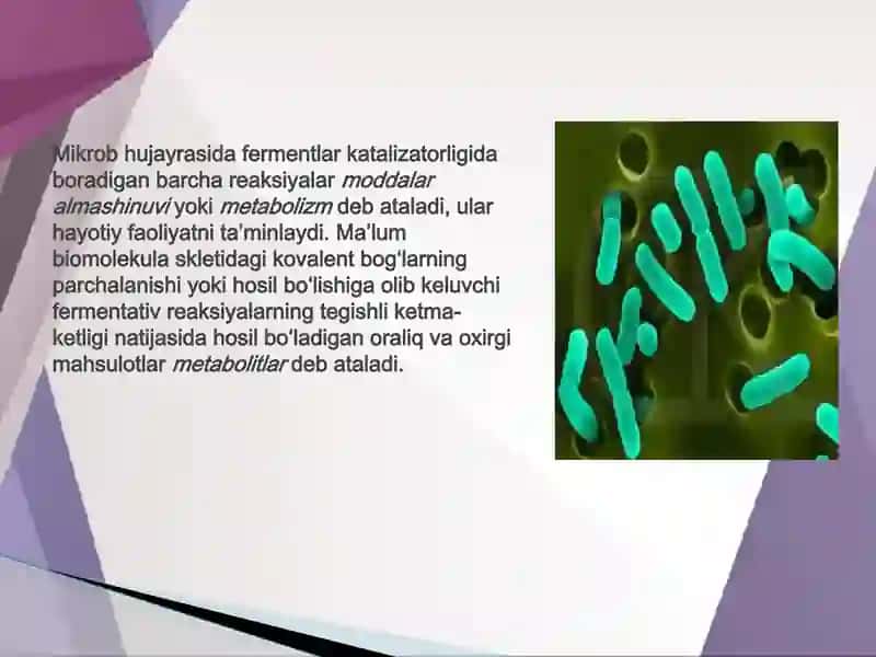 Mikroorganizmlarning hayot faoliyati davomida ishlab chiqariladigan mahsulotlari 4