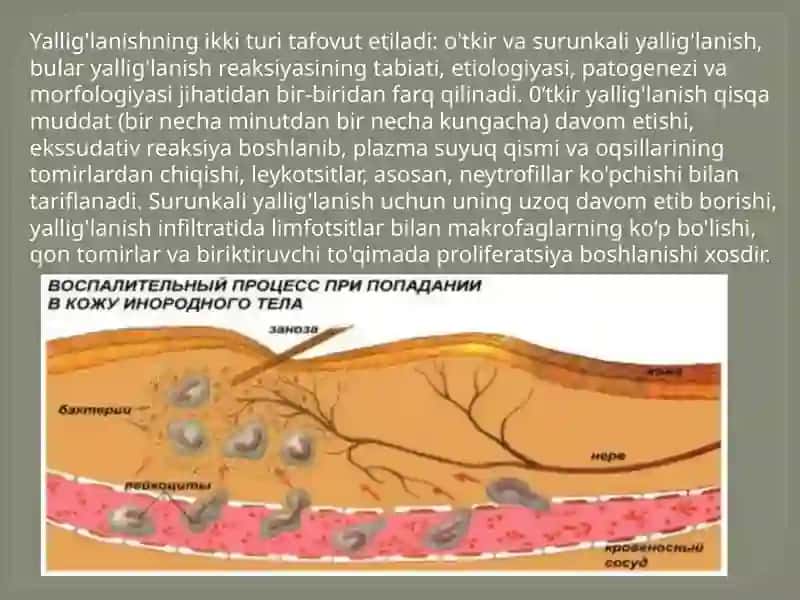 Yallig'lanishreaksiyasi vaqtida hujayralarning o'zarota'siri 4