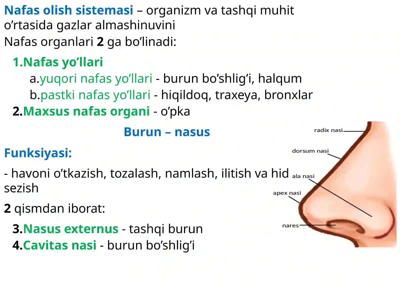 Nafas olish jarayoni. Nafas a'zolarining rentgenanatomiyasi rivojlanish nuqsonlari. 4