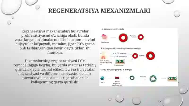 Teriregeneratsiyasi va transplantatsiyasi 4