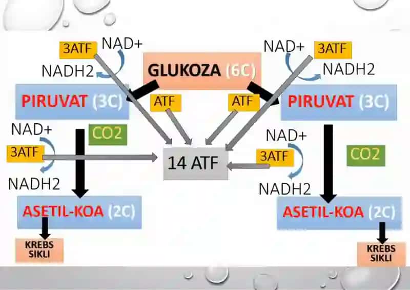 Glikoliz va uning hujayra metabolizmidagi o‘rni 4