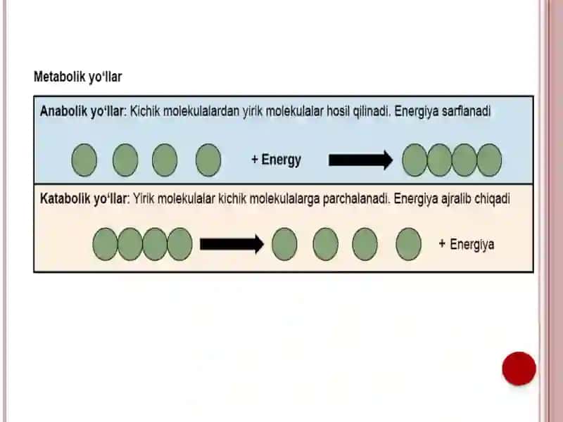 Metabolizm 4