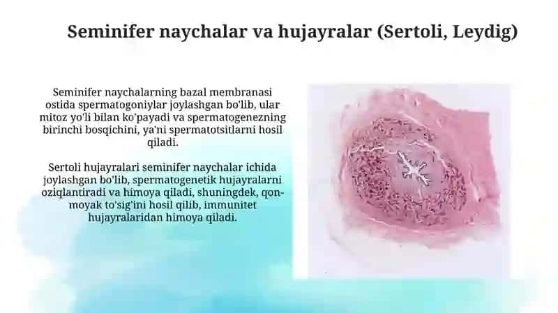 Erkaklar jinsiy sistemasi gistologiyasi 4