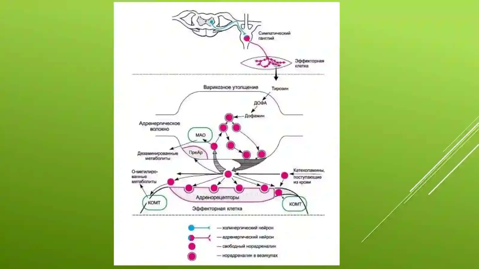 Adrenomimetiklar. Pediatriyada adrenomimetiklarni o’ziga xos qo’llanishi. 4