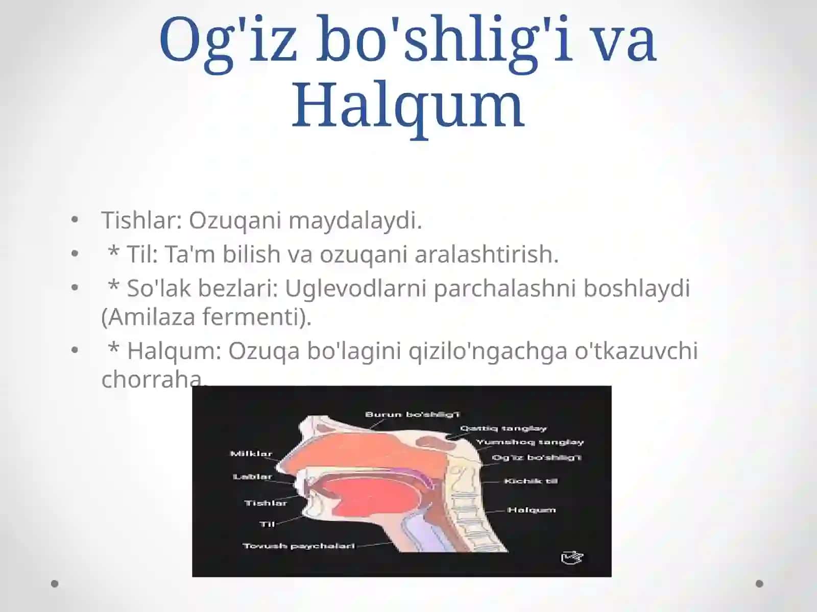 Hazm kanali va hazmazolarining tuzilishi 4