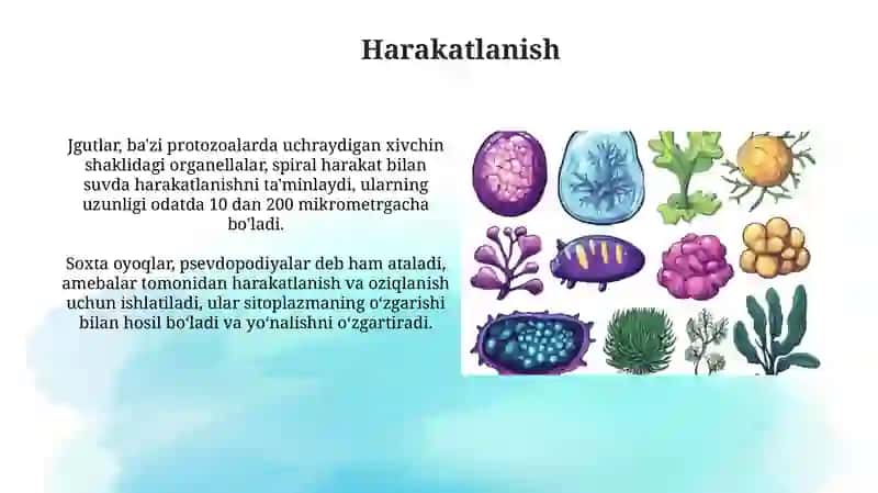 Protozoalarning ekologik ahamiyati va tibbiy roli 4