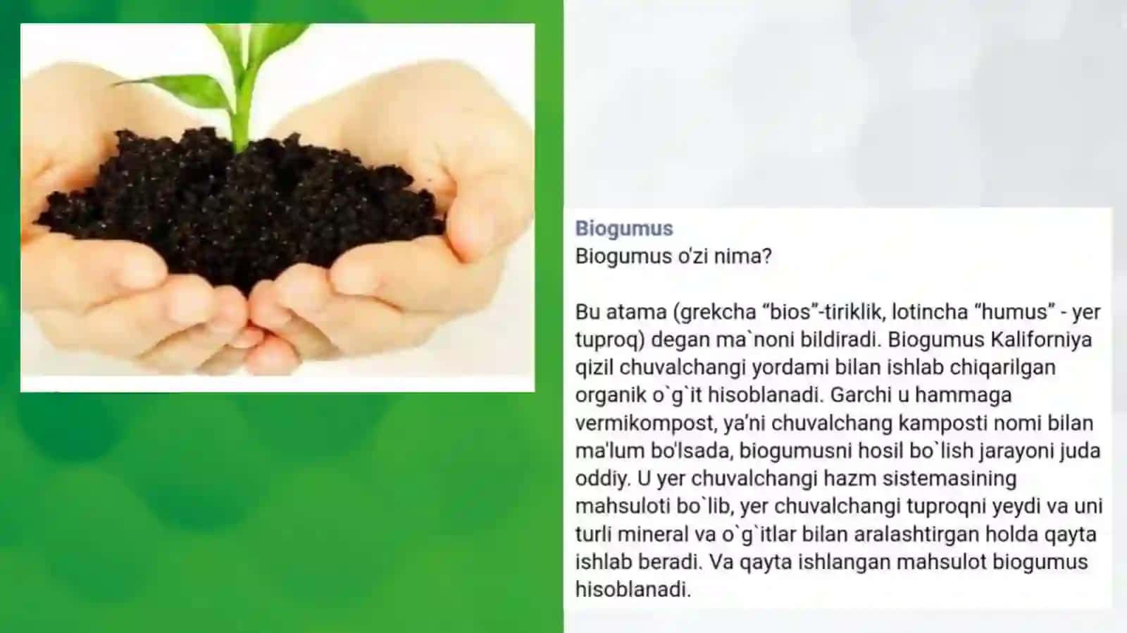 Biogumusning qishloq xoʻjaligidagi ahamiyati 4