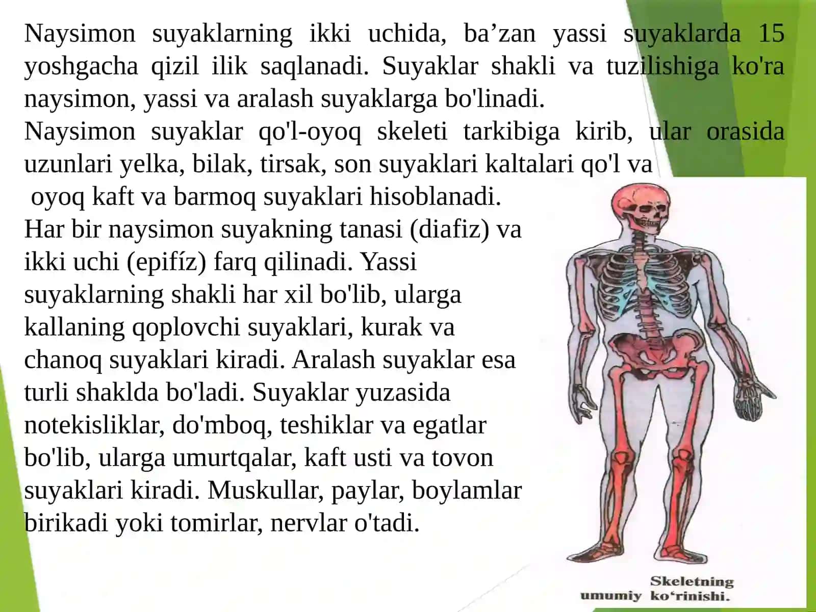 Tayanch-xarakat apparatining yosh xususiyatlari va gigienasi (1-qism) 4