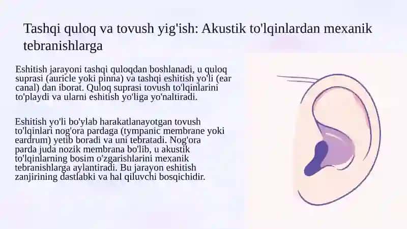 Eshitishning sitologik mexanizmlari 4