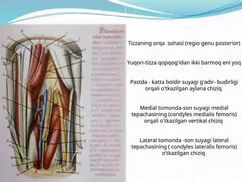 Tizza bo'g'imi (Articulatio genus) 4