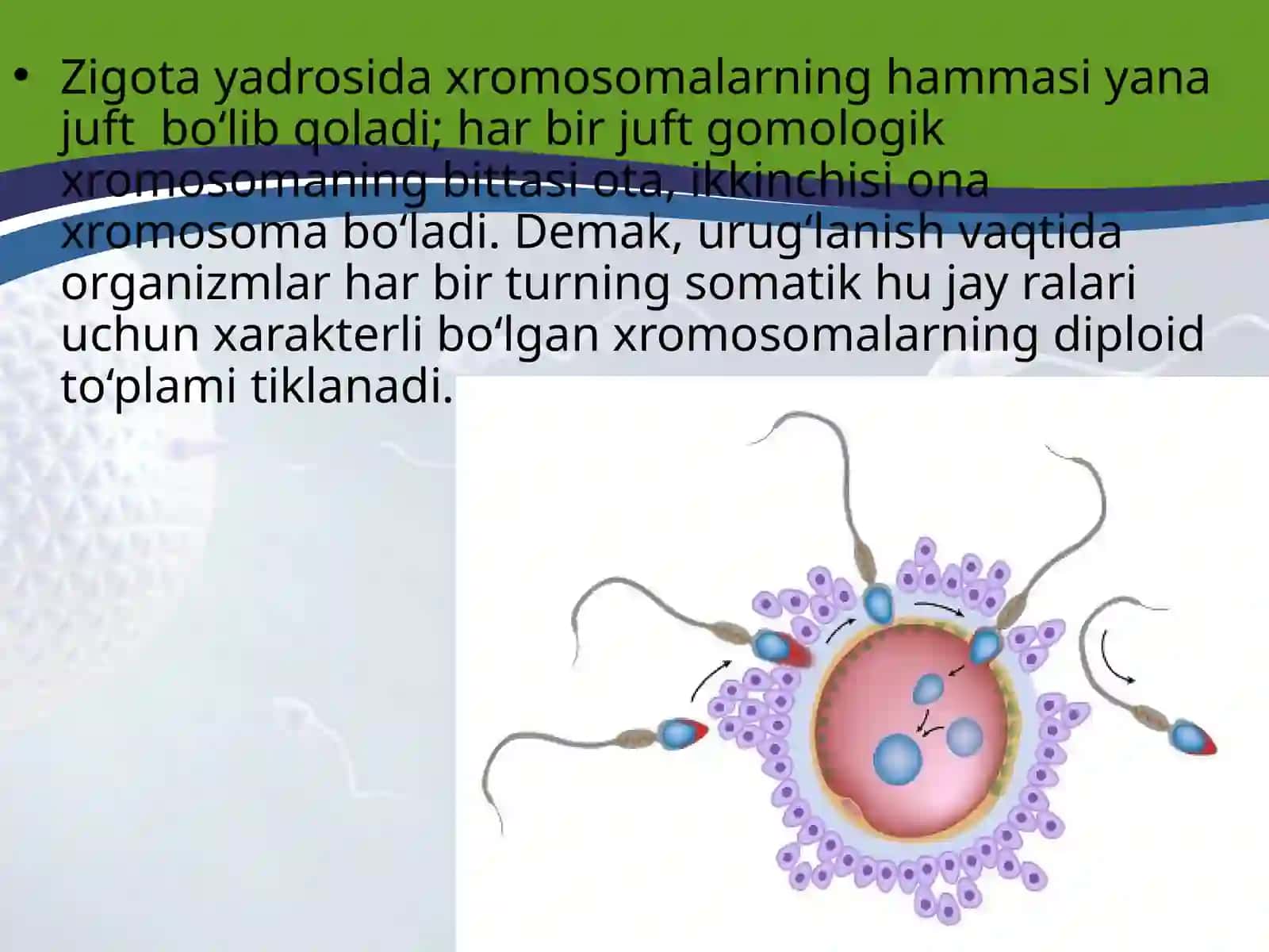 TUXUM HUJAYRA QOBIQLARI VA UNING XILLARI BLASTULA 4