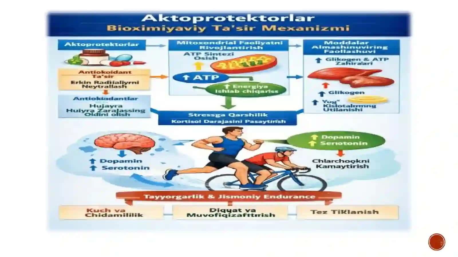 Aktoprotektorlar va ularning sport tibbiyotida qo'llanilishi 4