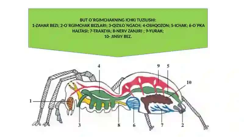 O`RGIMCHAKSIMONLAR: QISHLOQ KANASI ,QICHIMA,IT VA TAYGA KANALAR. TIBBIYOTDA AHAMIYATGA EGA BO`LGAN HASHOROTLAR:BIT,BURGA.CHIVINLAR,PASHSHALAR,ISKAPTOPAR.ZAHARLI HAYVONLAR. 4
