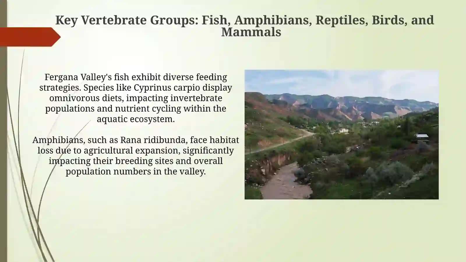 Аquatic Vertebrate Diversity in the Fergana Valley 4