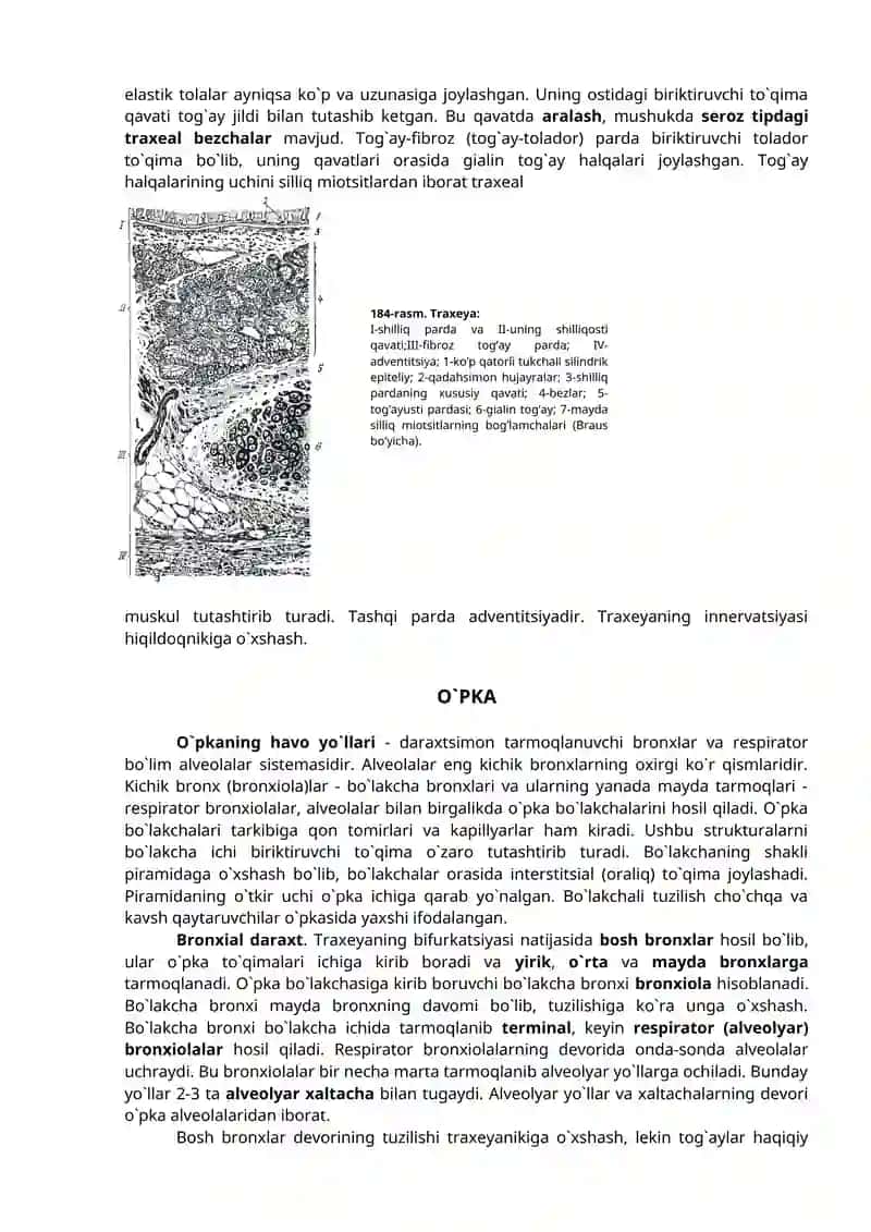 Nafas olish organlari sistemasi 4