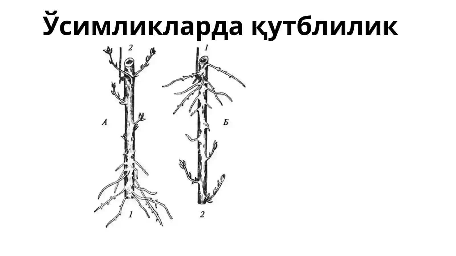 Ўсимликлар морфологияси, қонуниятлари ва уларни қишлоқ хўжалигидаги аҳамияти. Илдизнинг вазифаси ва тузилиши 4