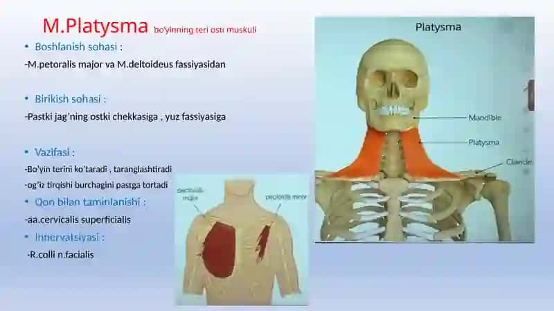 Anatomiya boʻyin muskullari 4