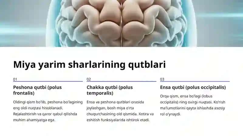 Miya yarim sharlarining tuzilishi 4