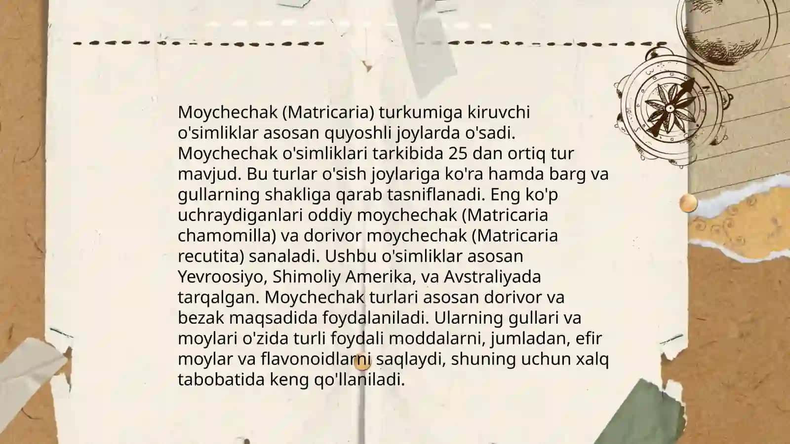 Moychechak o'simligining botanik tavsifi va yetishtirish texnologiyasi 4