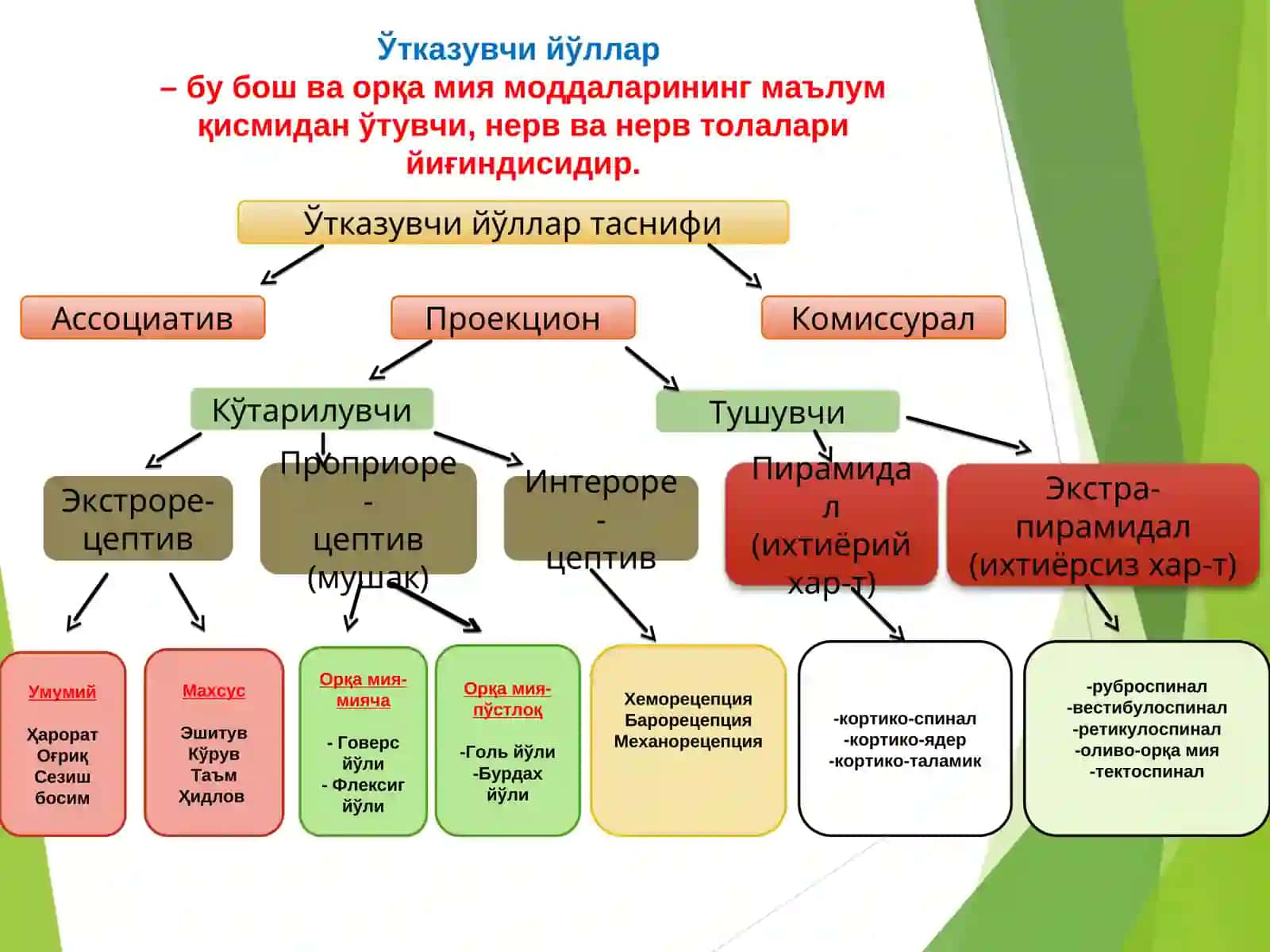 Орқа мия, узунчоқ ва ўрта мия физиологияси 4