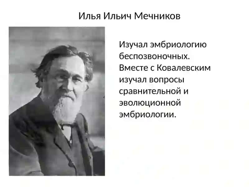 Индивидуальное развитие организмов. Онтогенез 4