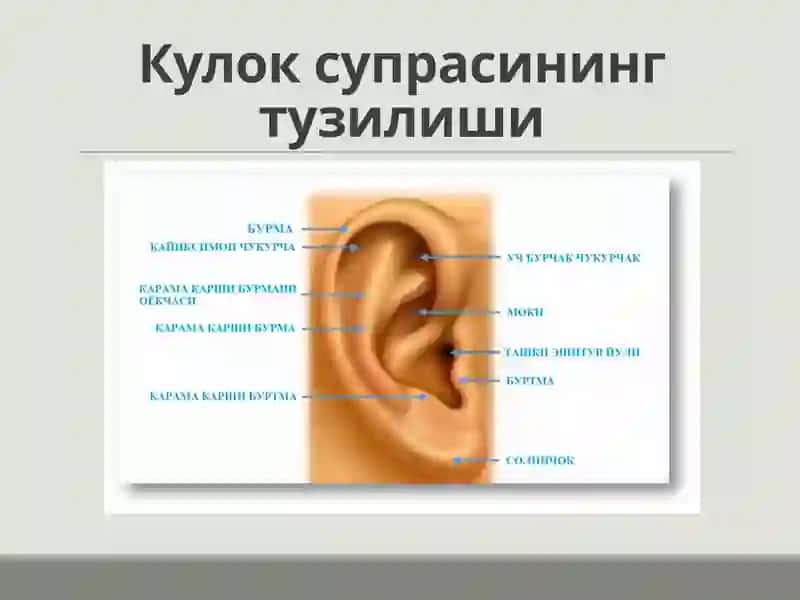 Кулокнинг клини канатомияси 4