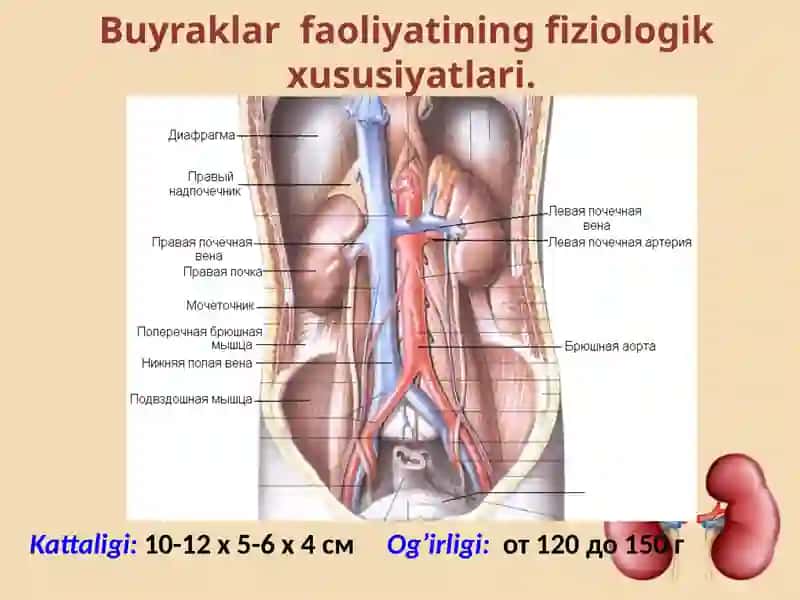 Ayirishorganlarining tuzilishi va yoshga xos xususiyatlari 4