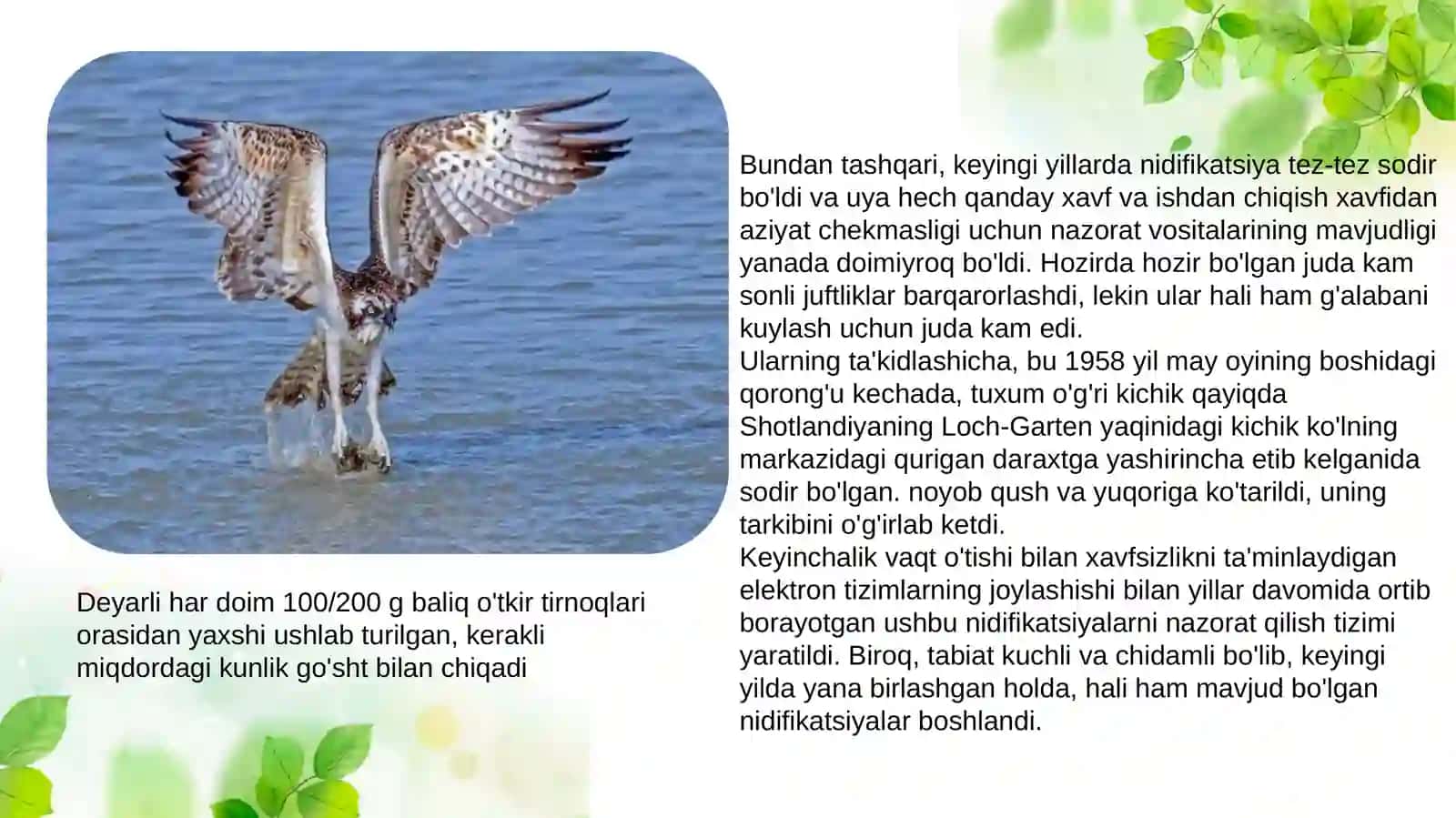 Pandion haliaetus 4