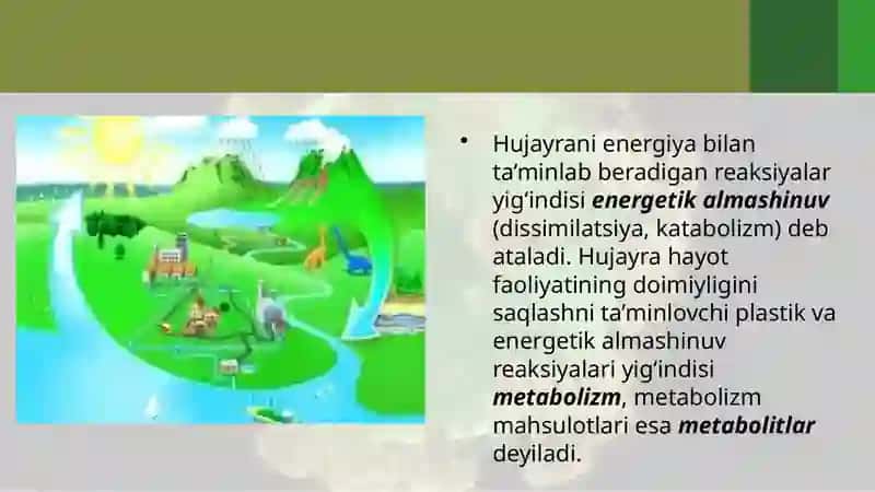 Asosiy zahiramoddalarning moddalar almashinuvi 4