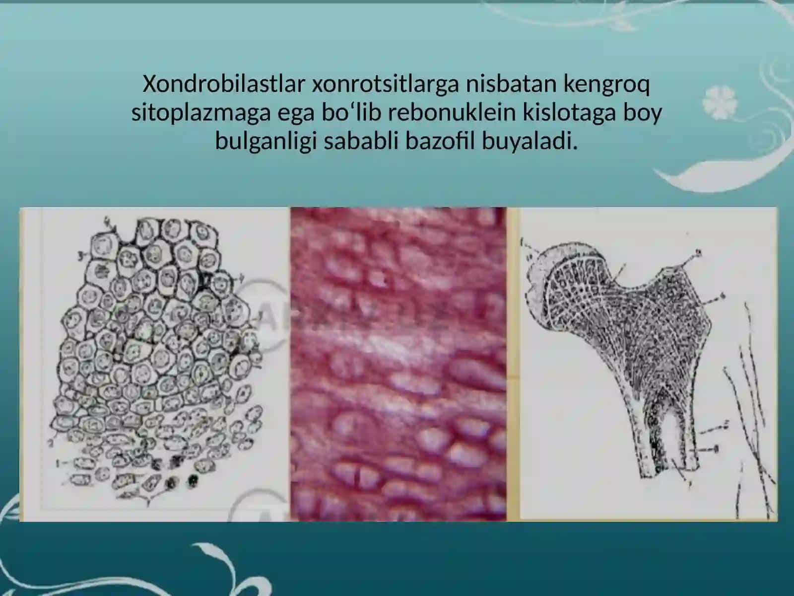 Togʻaytuqimasi regeneratsiyasi va transplantatsiya 4
