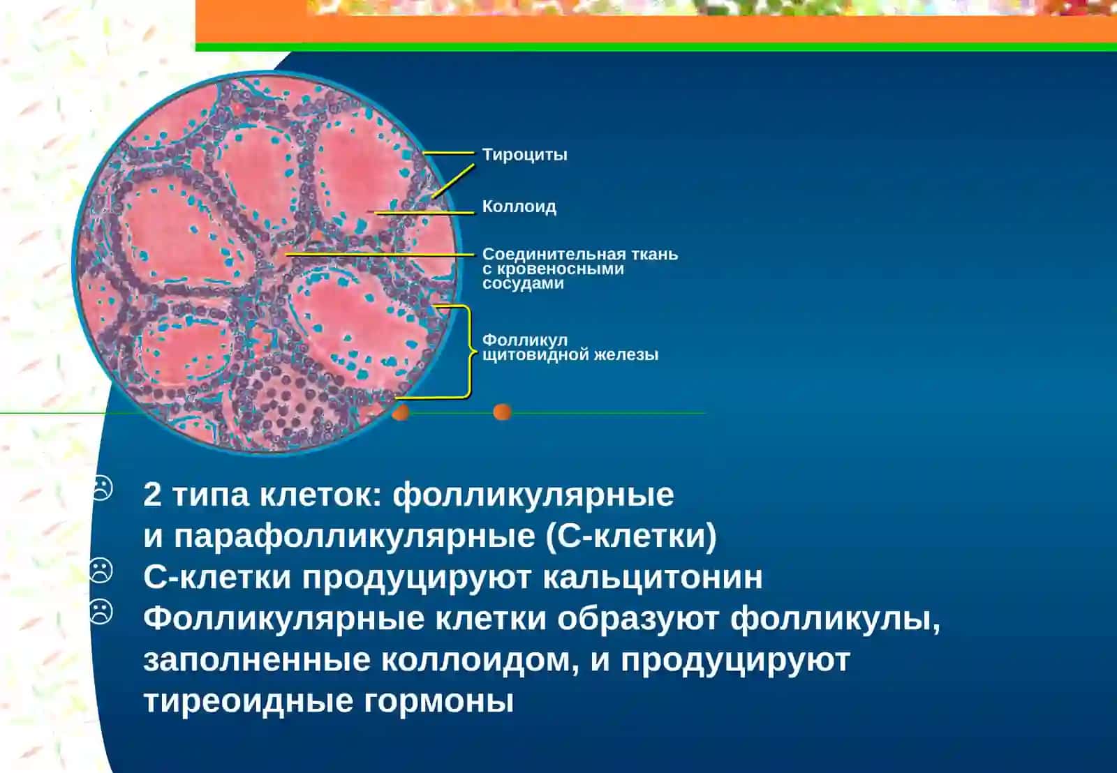 Йод етишмаслиги 4