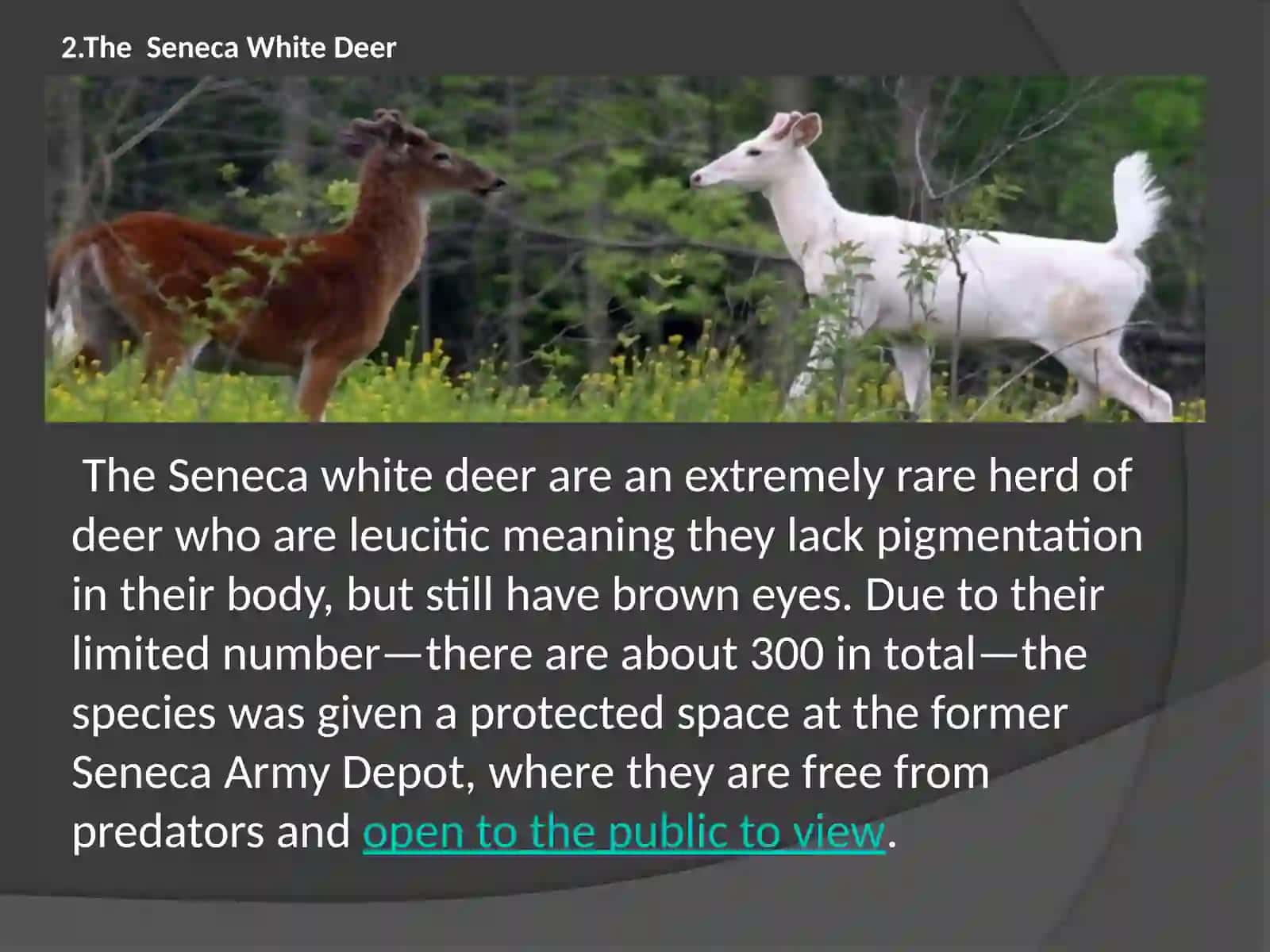 Rarest Animals on the Planet 4