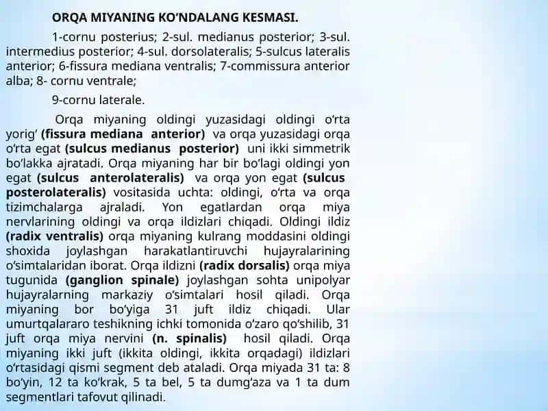 Orqa miya 4