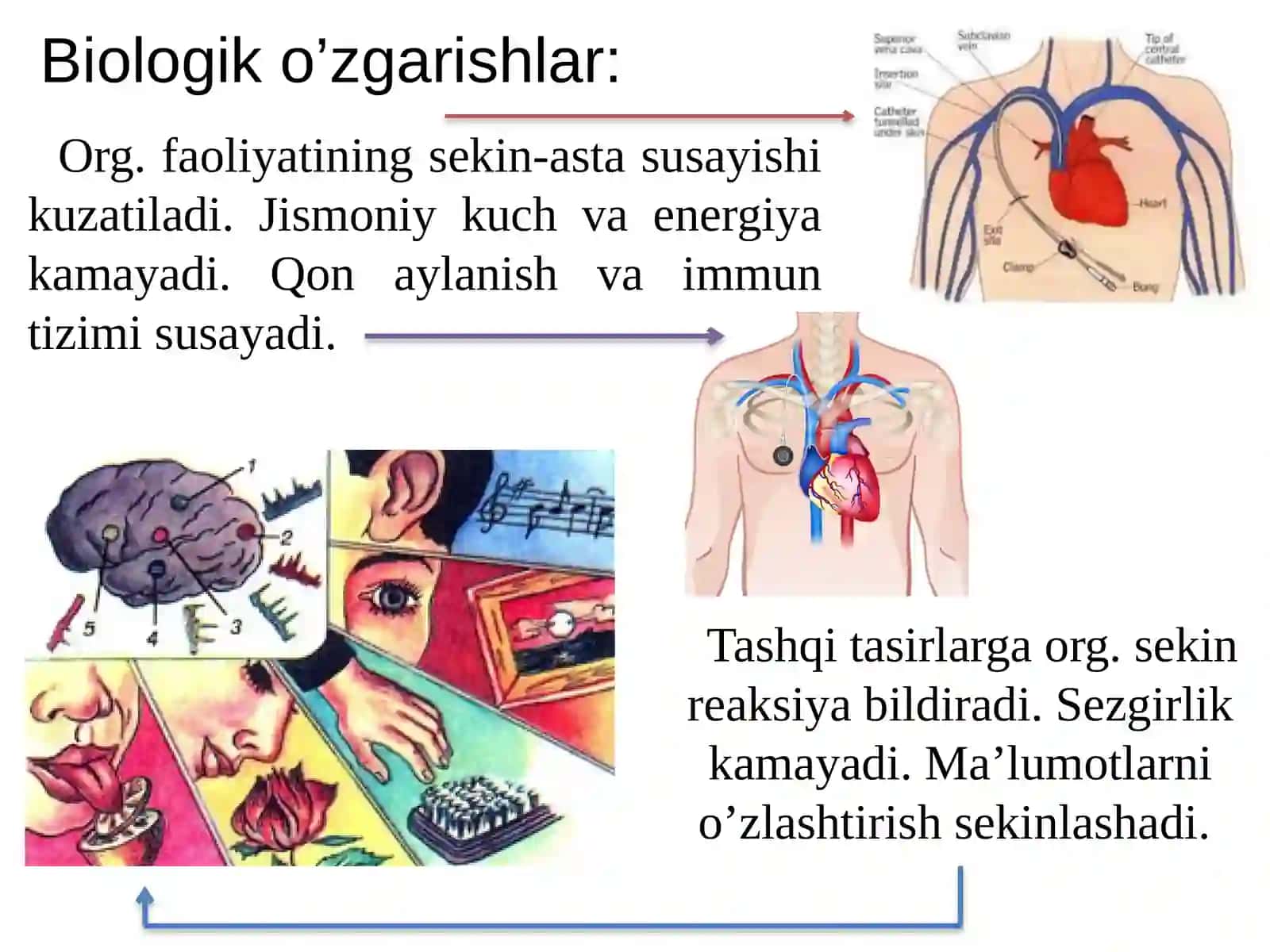 Keksayishva keksalik 2-maruza 4
